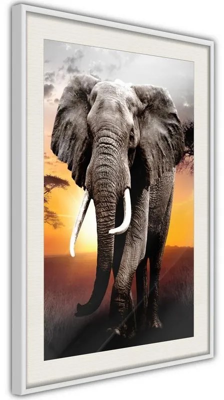 Poster  Majestic Elephant  Cornice Quadri Cornice nera con pass-partout, Larghezza x Altezza Home decor 40x60