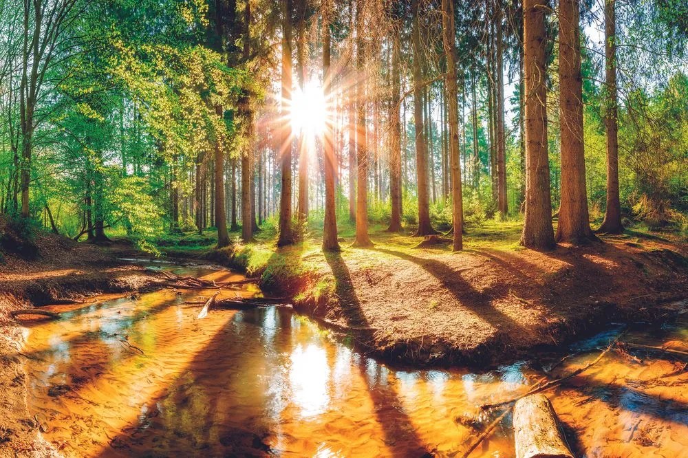 Carta da parati – Foresta da Favola
