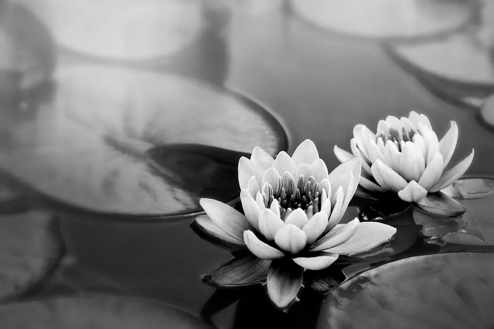 Carta da parati – Fiore di loto in bianco e nero nel lago