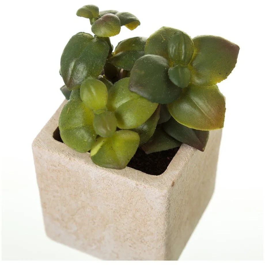 Piante artificiali in set da 6 (altezza 9,5 cm) Cactus - Casa Selección