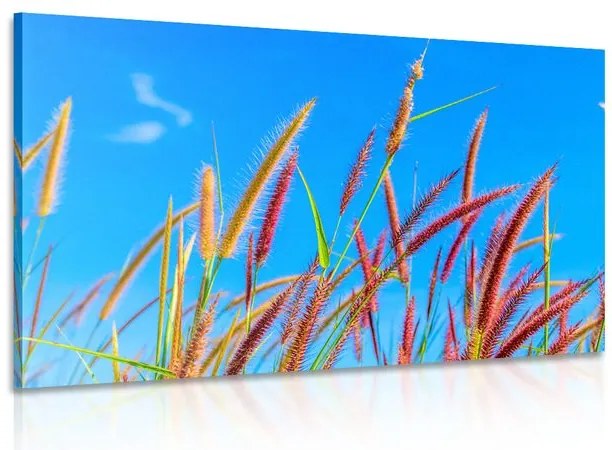 Quadro su tela – Erba selvaggia sotto il cielo blu