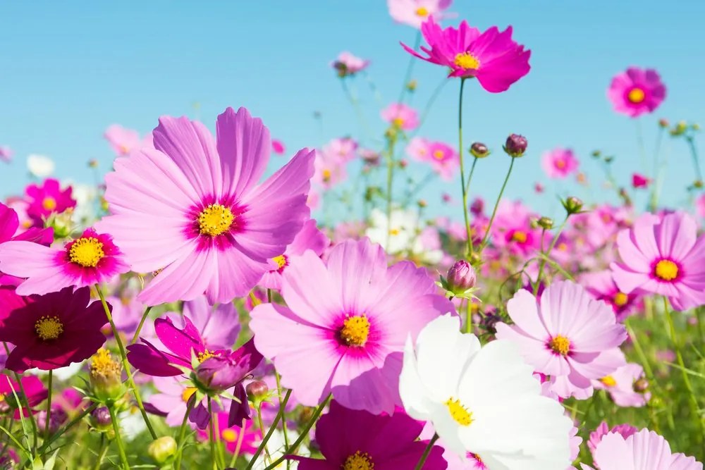 Quadro su tela – Prato di fiori primaverili