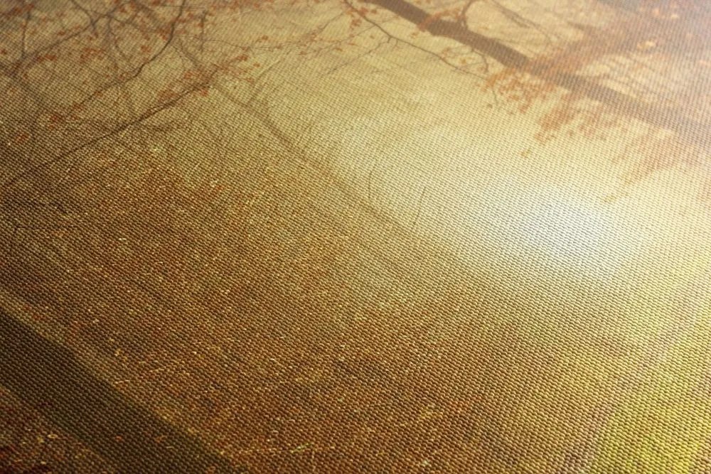 Stampa su tela – Luce nella foresta