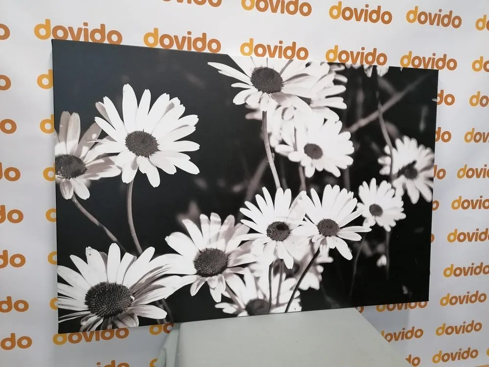 Stampa su tela – Margherite in giardino in bianco e nero