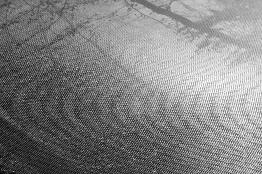 Quadro su tela – Luce nella foresta in bianco e nero