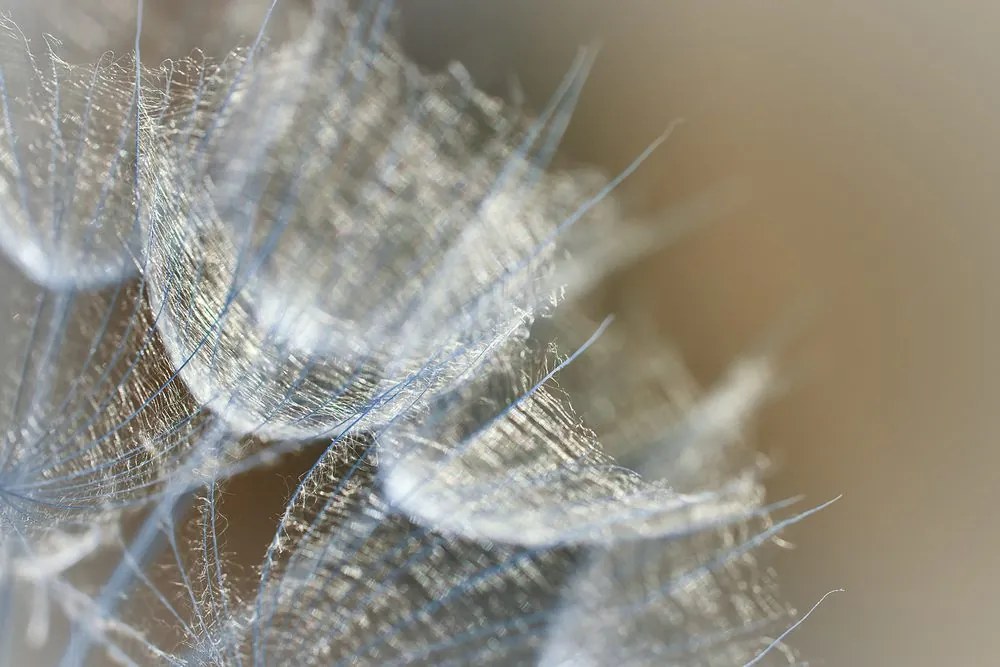 Quadro su tela – Macro soffione su sfondo