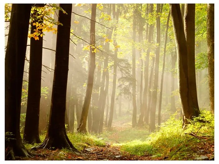 Fotomurale Mysterious forest path