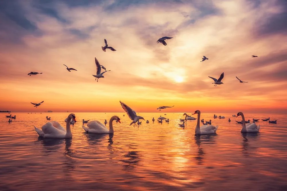 Carta da parati – Cigni nel lago