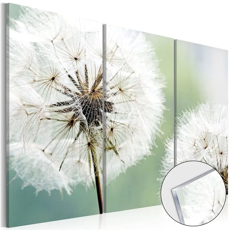 Quadri su vetro acrilico Fluffy Dandelions [Glass]