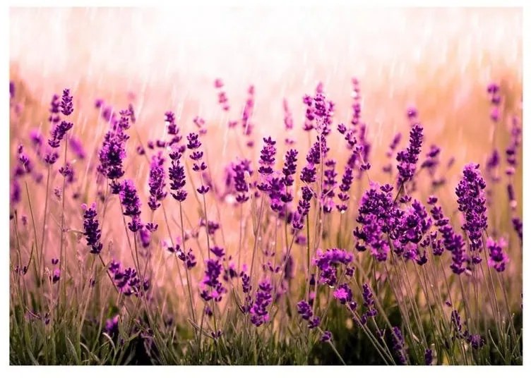 Fotomurale adesivo  Lavender in the Rain  Larghezza x Altezza Home decor 147x105