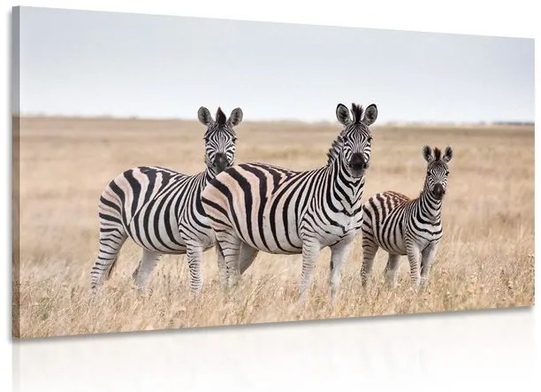 Stampa su tela – Tre zebre nella savana
