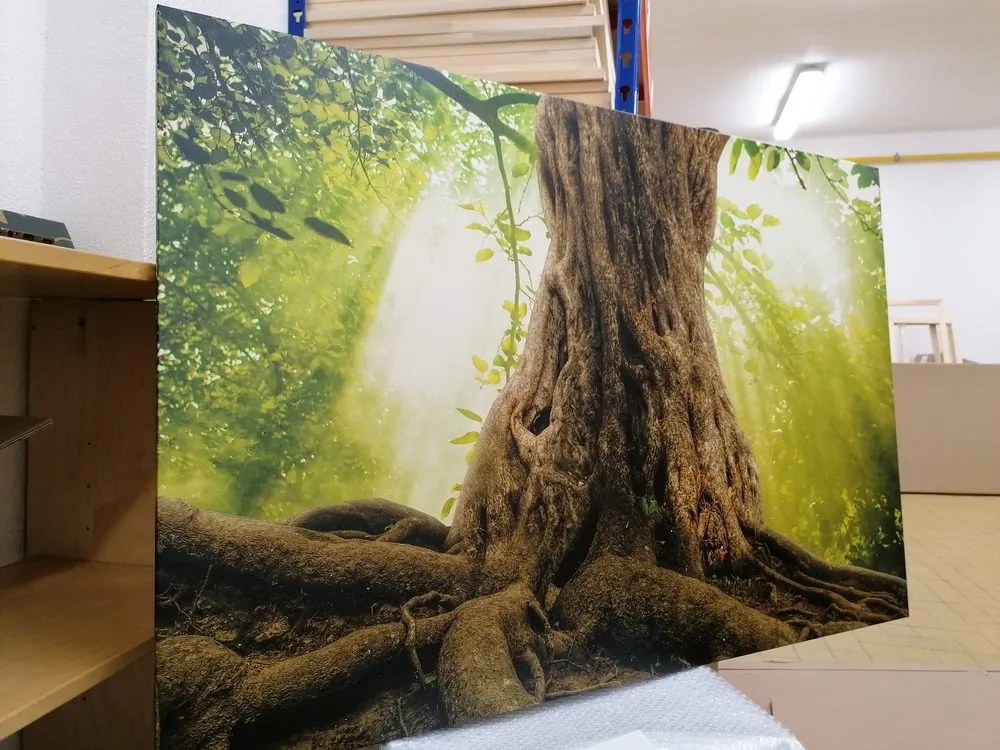 Quadro su tela – Radice dell'albero