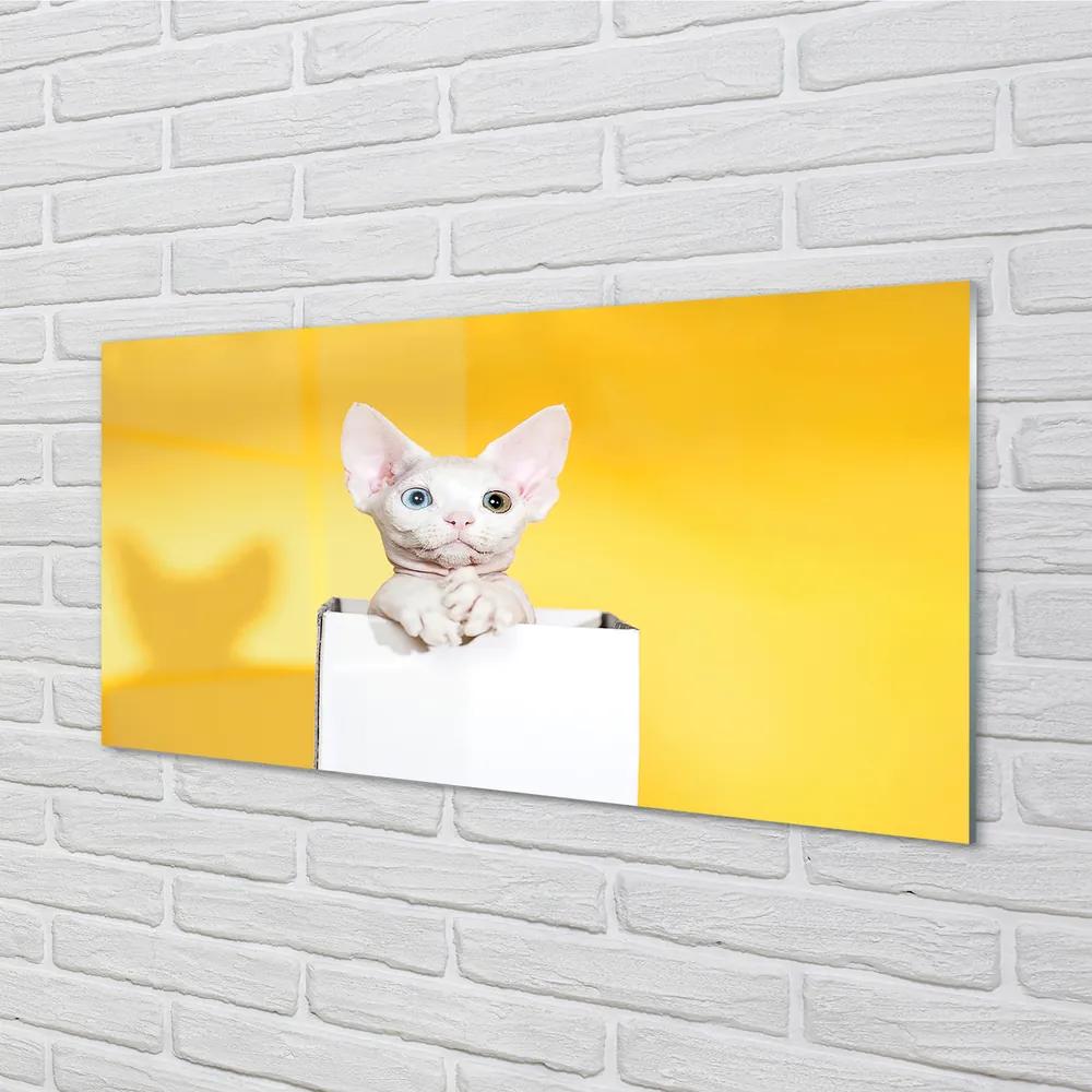 Quadro acrilico Sedute gatto 100x50 cm