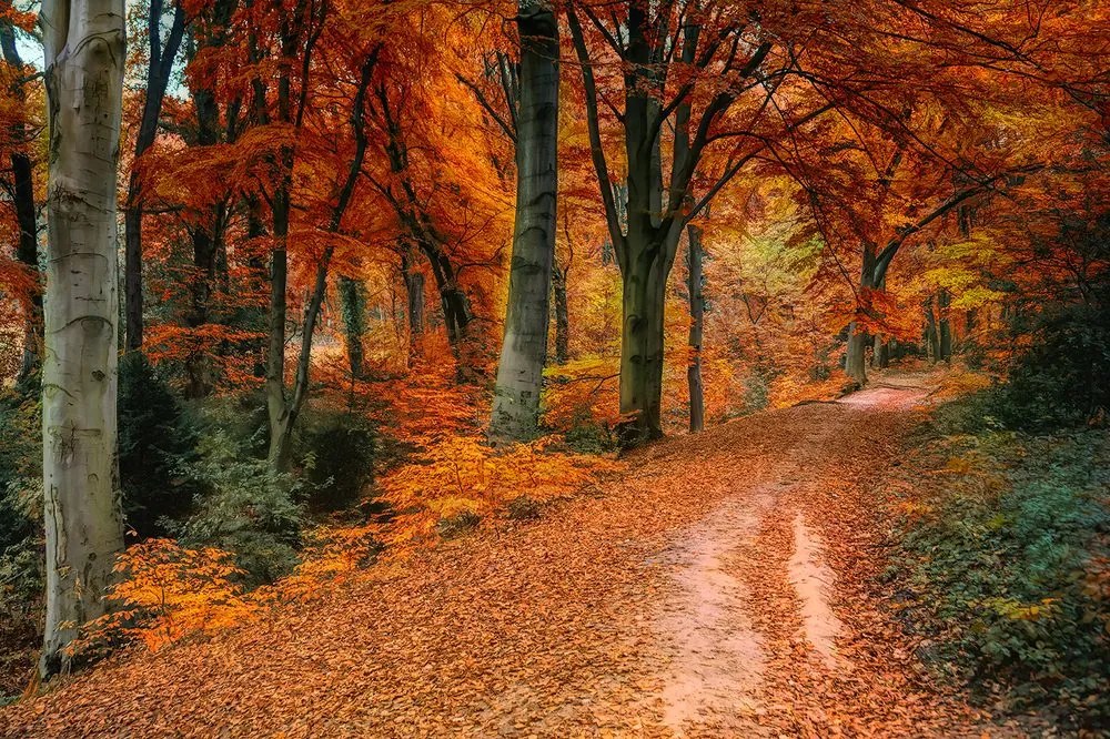 Carta da parati autoadesiva – Foresta in autunno