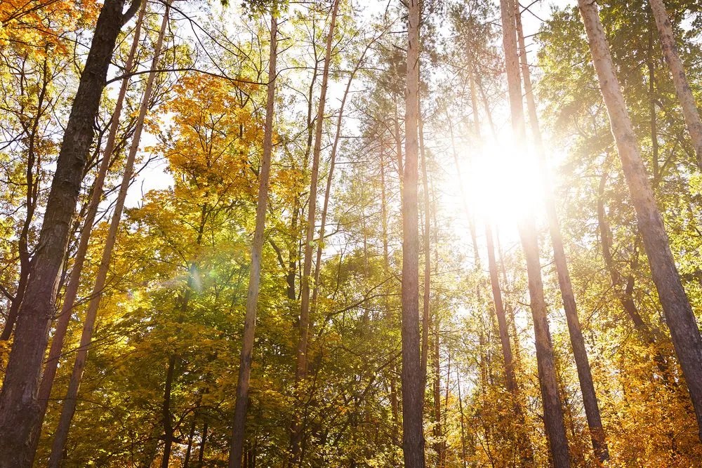 Quadro su tela – Foresta nei colori autunnali