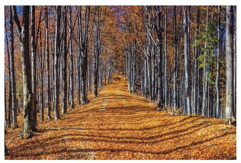 Stampa su tela Viale Del Tramonto, multicolore 135 x 90 cm