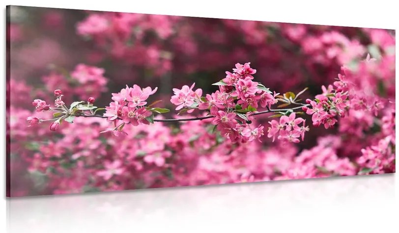 Stampa su tela – Dettaglio di fiori di ciliegio