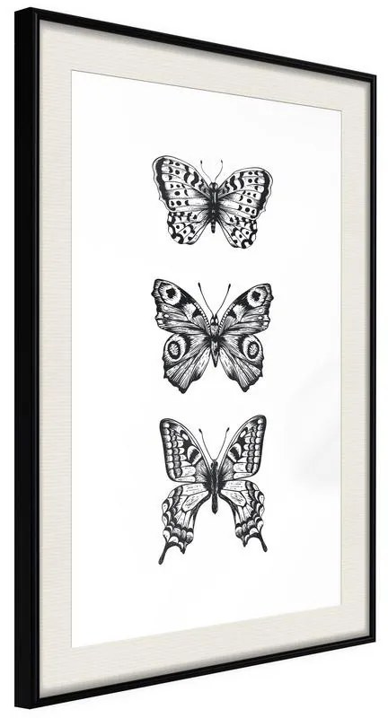 Poster  Butterfly Collection III  Cornice Quadri Cornice nera con pass-partout, Larghezza x Altezza Home decor 20x30