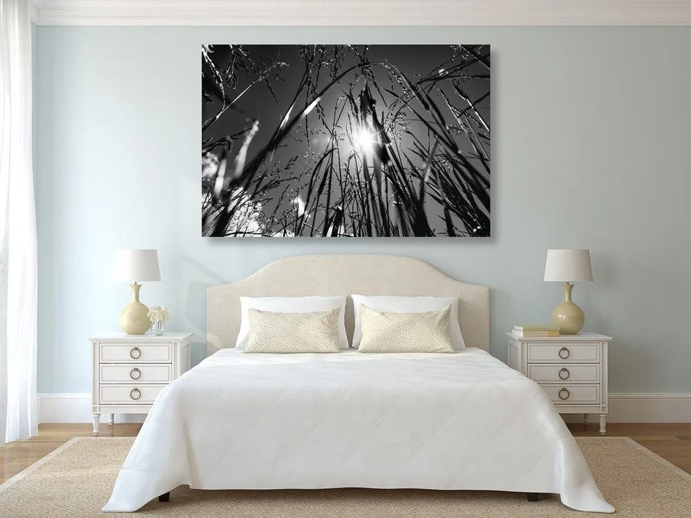 Quadro su tela – Erba di campo in bianco e nero