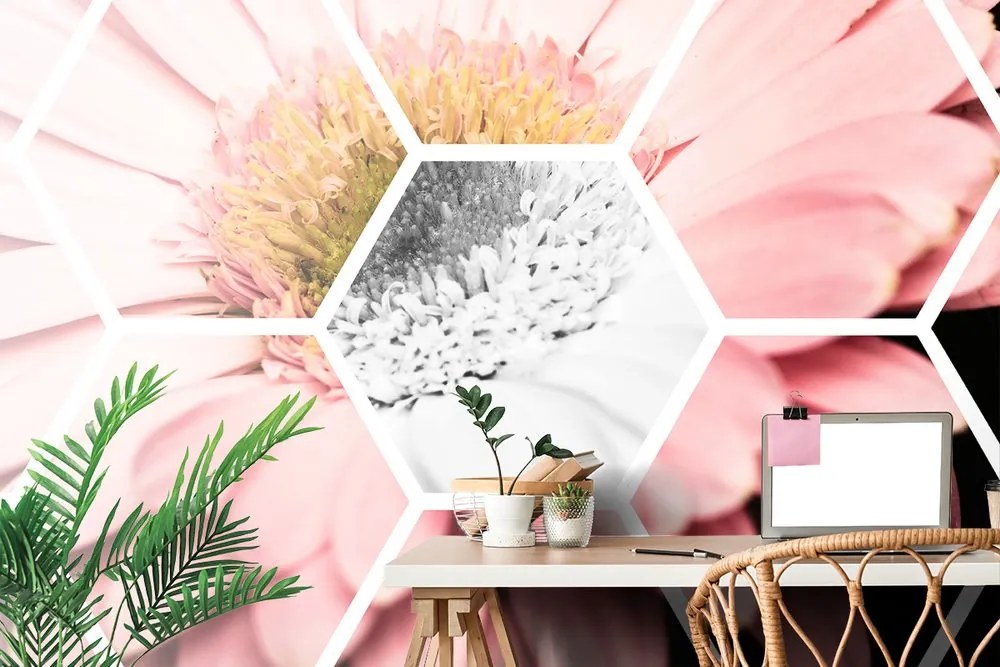 Carta da parati – Gerbera nell'esagono