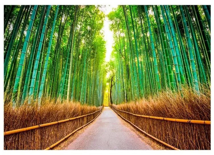 Fotomurale adesivo  Bamboo Forest  Larghezza x Altezza Home decor 147x105