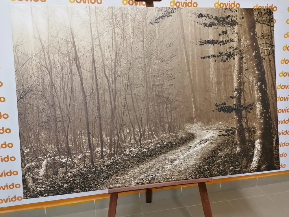 Quadro su tela – Sentiero nella foresta in seppia