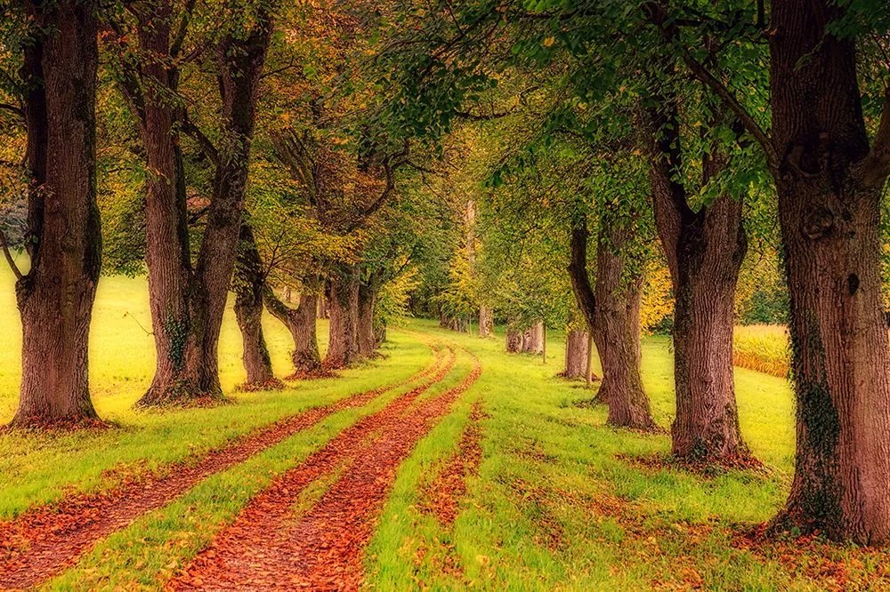 Carta da parati – Sentiero nel bosco autunnale
