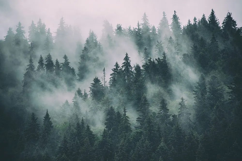 Carta da parati – Foresta nella nebbia