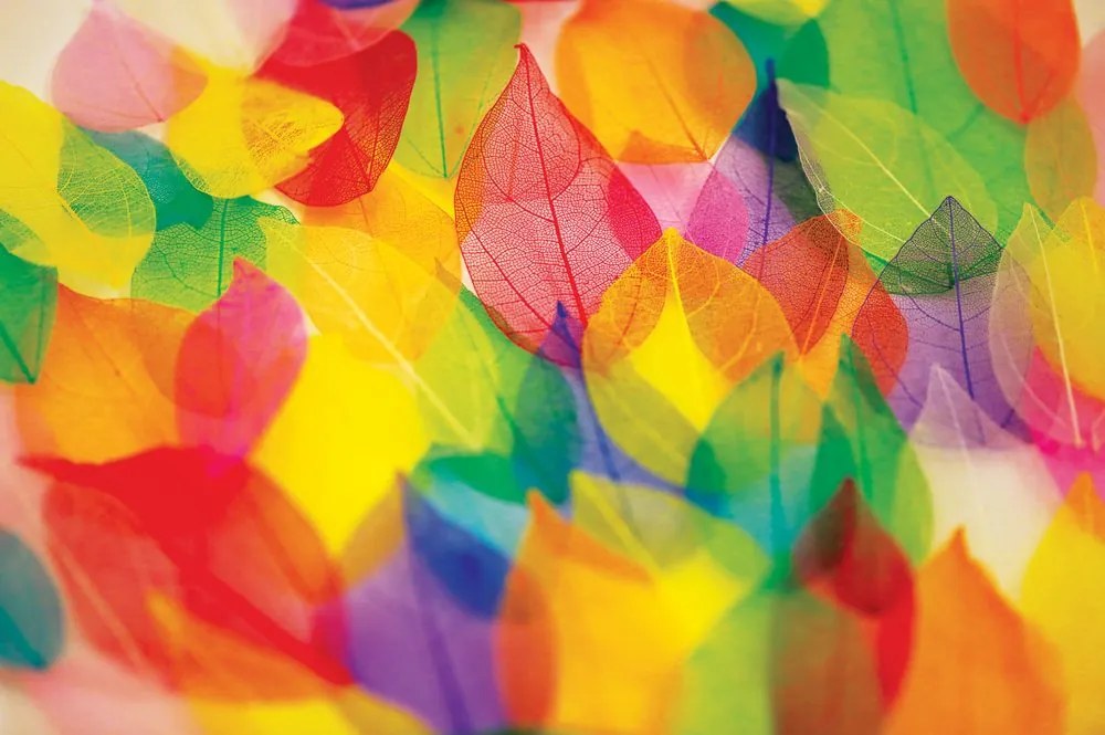 Carta da parati – Foglie in Colori Autunnali