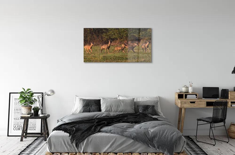 Quadro acrilico Deer Sunrise Field 100x50 cm