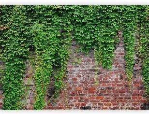 Fotomurale  Edera e mattoni Lavabile 150x105