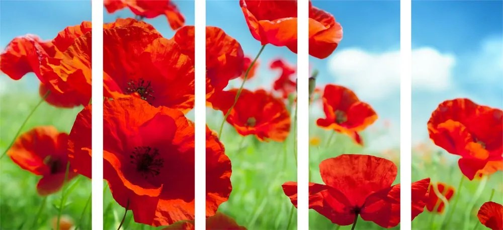 Quadri 5 pezzi – Fiori di papavero nel prato