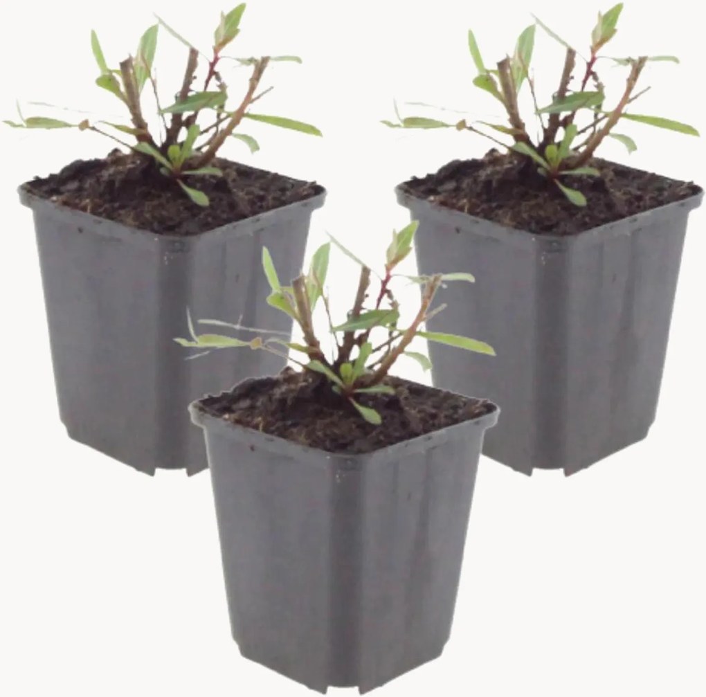 Set di 3 piante vere Beeblossom Gaura lindheimeri Whirling Butterflies