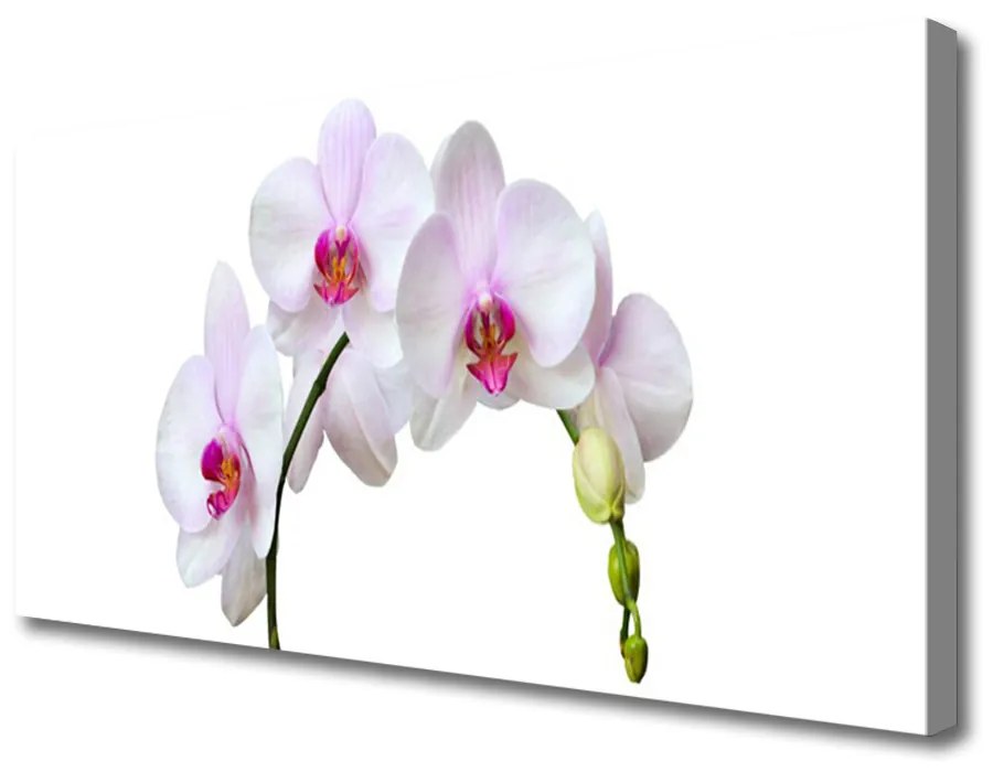 Quadro su tela Orchidea Fiori di orchidea 100x50 cm