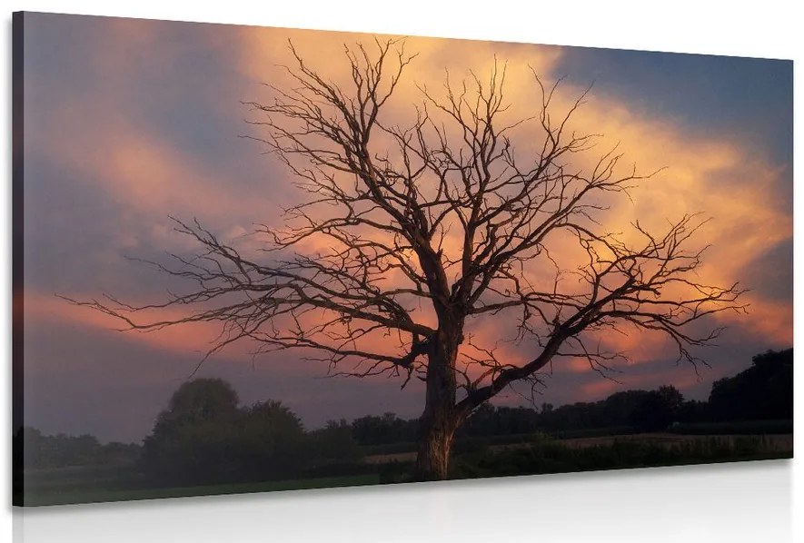 Stampa su tela – Splendido albero sul prato