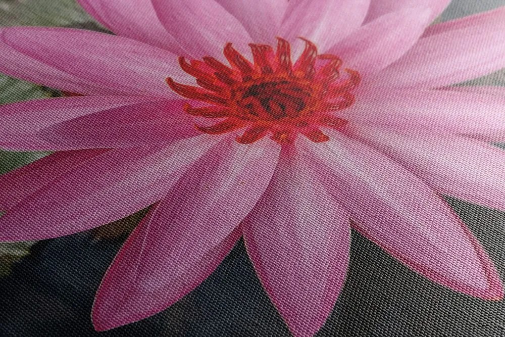 Stampa su tela – Incantevole fiore di loto