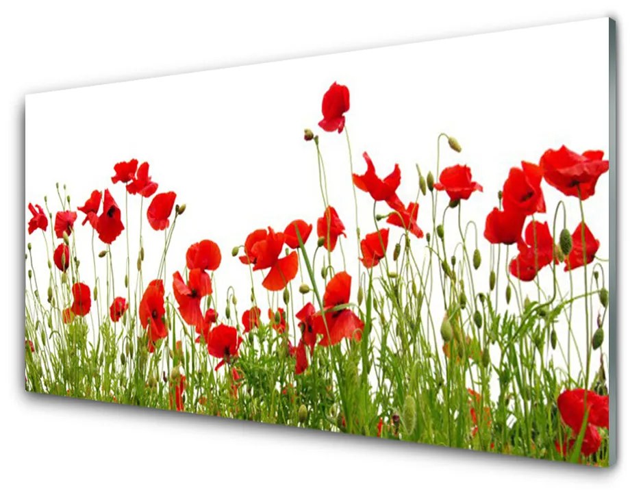 Quadro vetro acrilico Prato, papaveri, fiori, natura 100x50 cm 2 appendini
