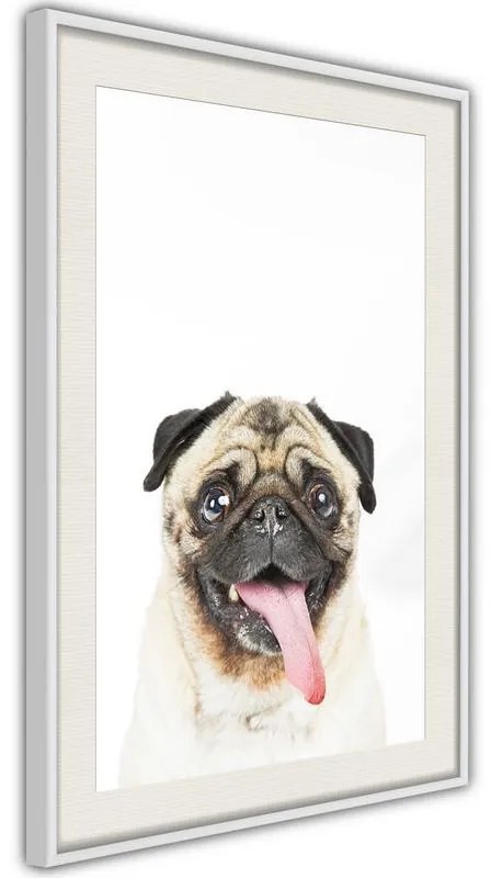 Poster  Funny Pug  Cornice Quadri Cornice nera, Larghezza x Altezza Home decor 30x45