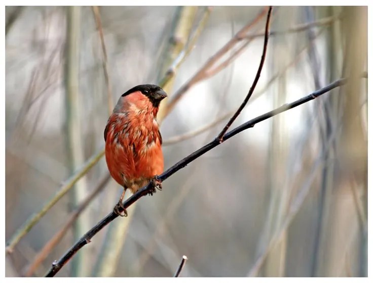 Fotomurale  Bullfinch in the forest  Colore Rosso, Dimensioni e Misure 200x154