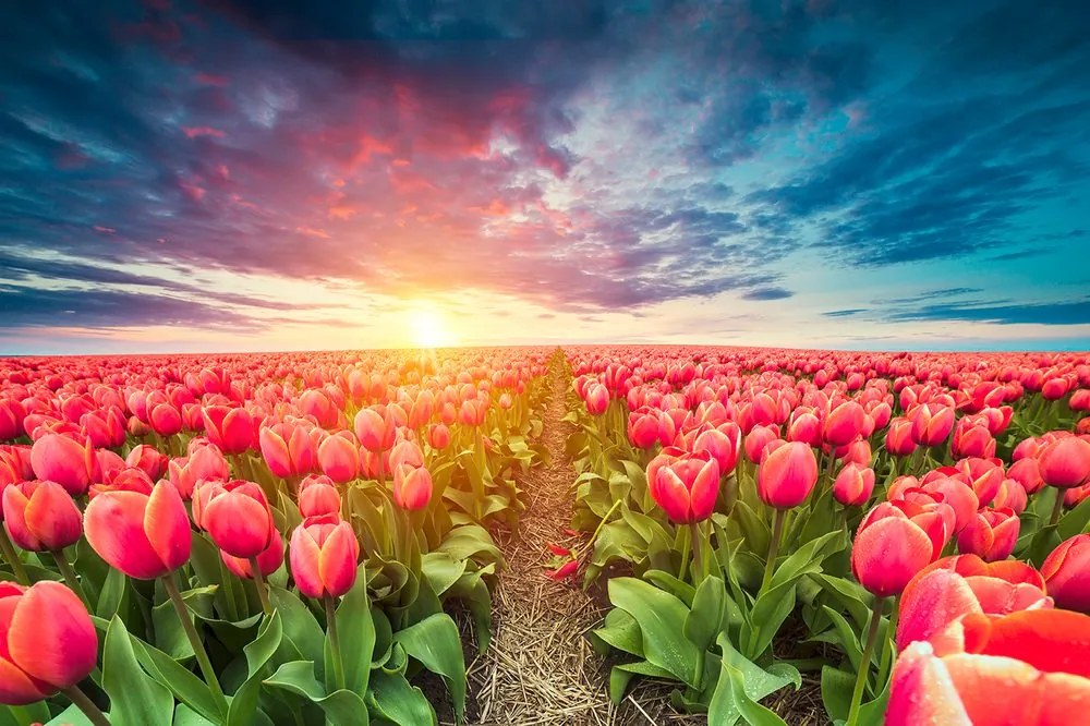 Carta da parati – Alba su prato con tulipani