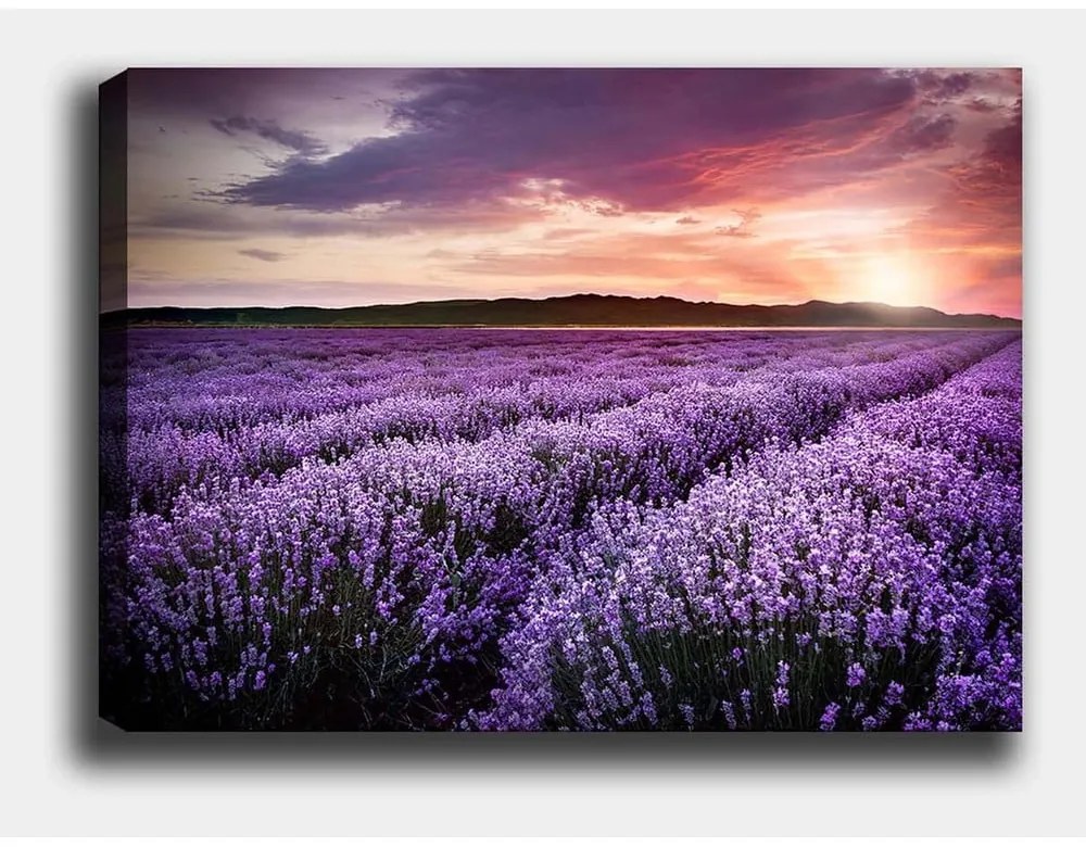 Dipinto 100x70 cm Lavender Field - Wallity