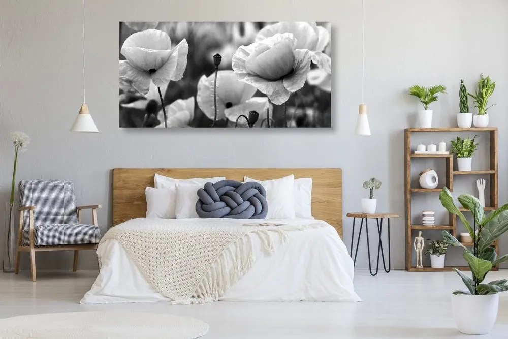 Quadro su tela – Splendido campo di papaveri in bianco e nero