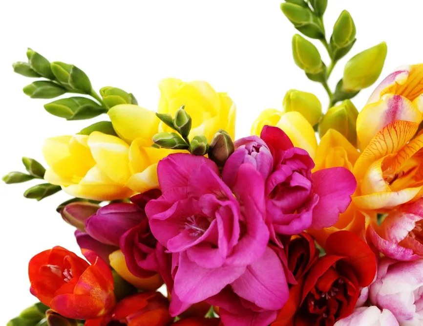 Stampa su tela – Bouquet di fresie colorate