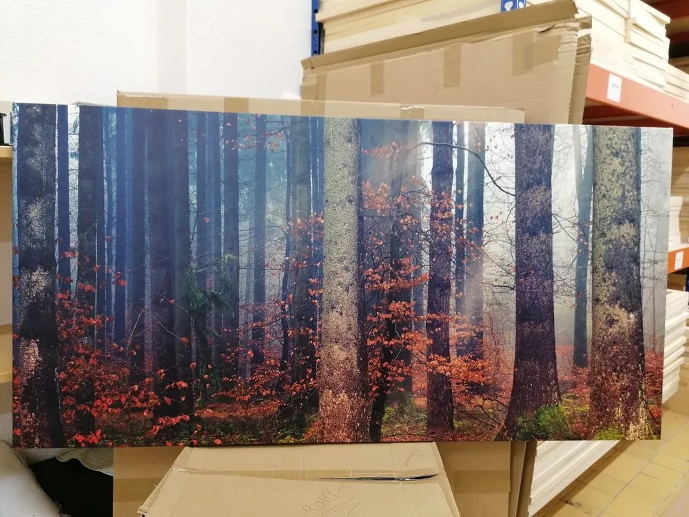 Quadro su tela – Mistero della foresta