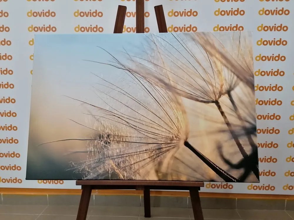 Quadro su tela – Soffione nel campo all'alba