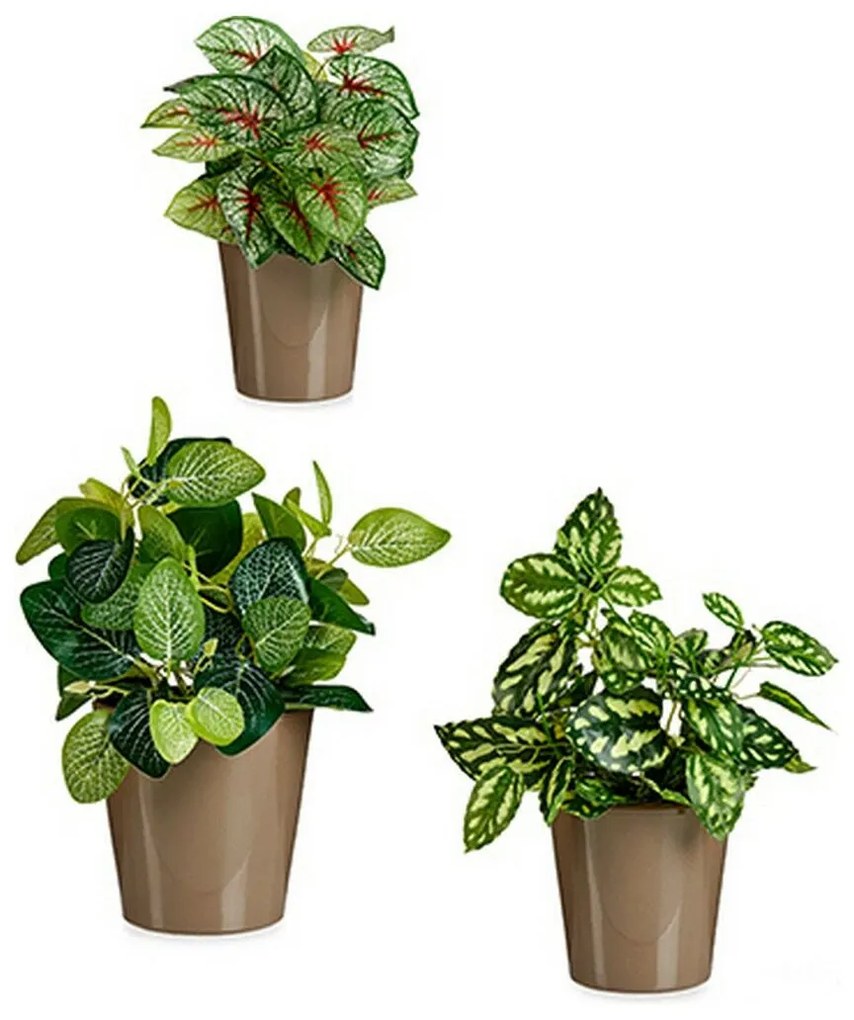 Set di Vasi Taupé Argilla (6 Unità)