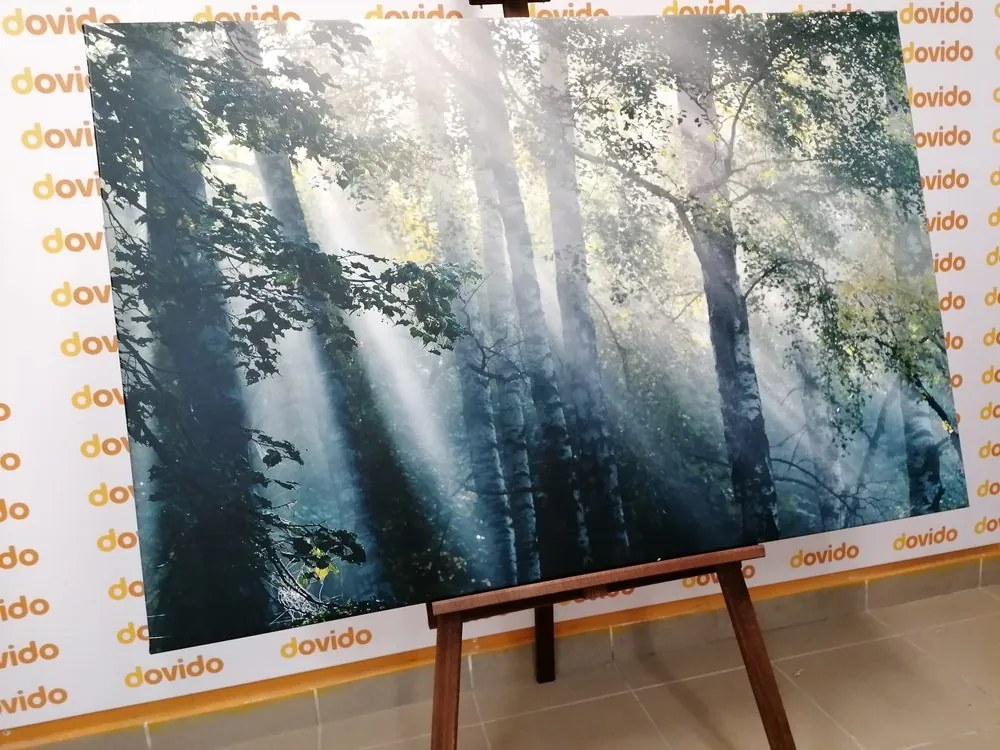 Stampa su tela – Raggi di sole nel bosco nebbioso