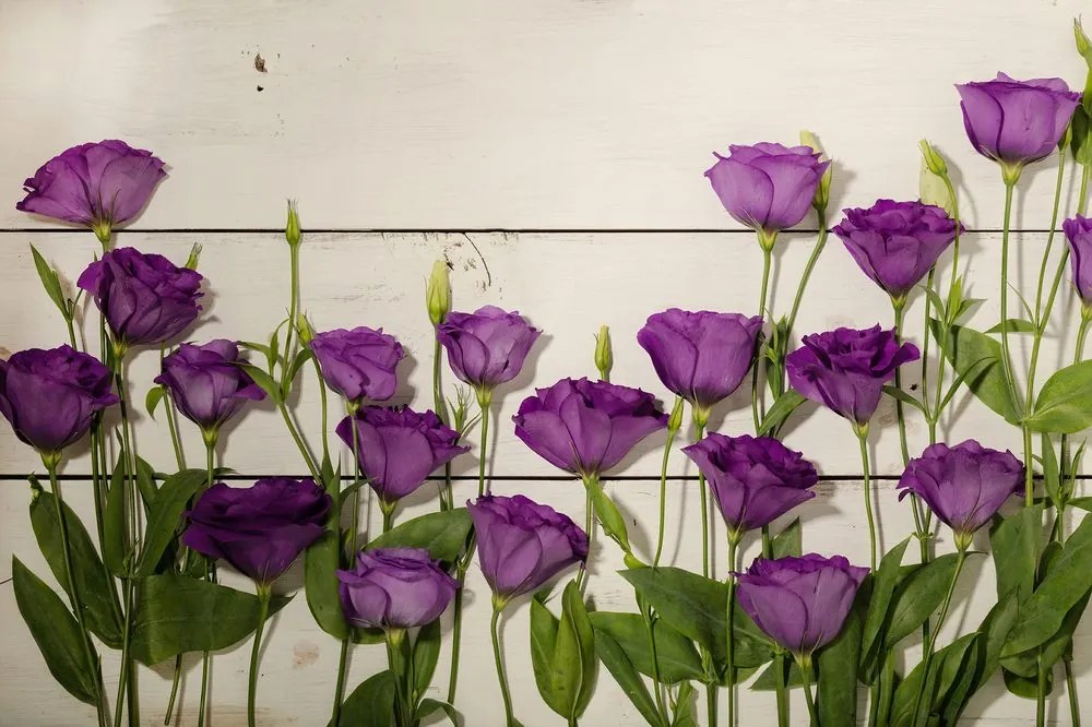 Carta da parati – Splendidi fiori viola