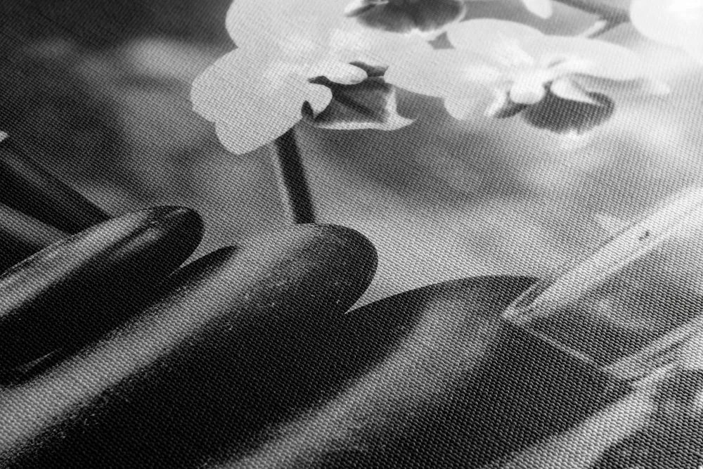 Quadro su tela – Natura morta spa in bianco e nero