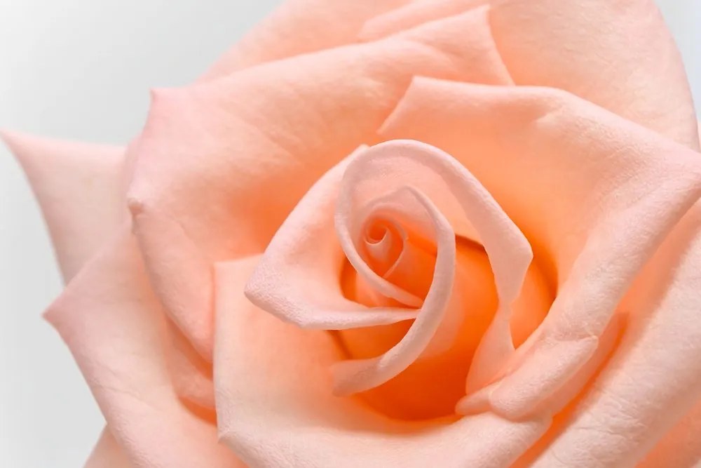 Quadro su tela – Rose in tonalità pesca